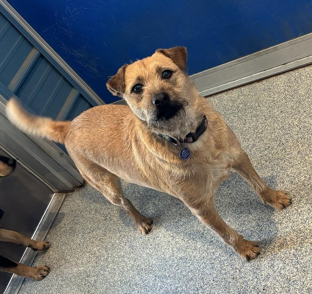 Enlarge Willie, a Adoptable mixed breed in Bartlesville, OK image 2/2