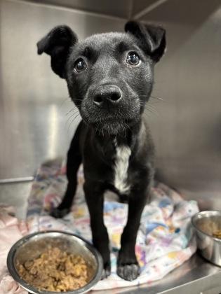 Paris, Adoptable, Puppy Female Pit Bull Terrier & Mixed Breed.