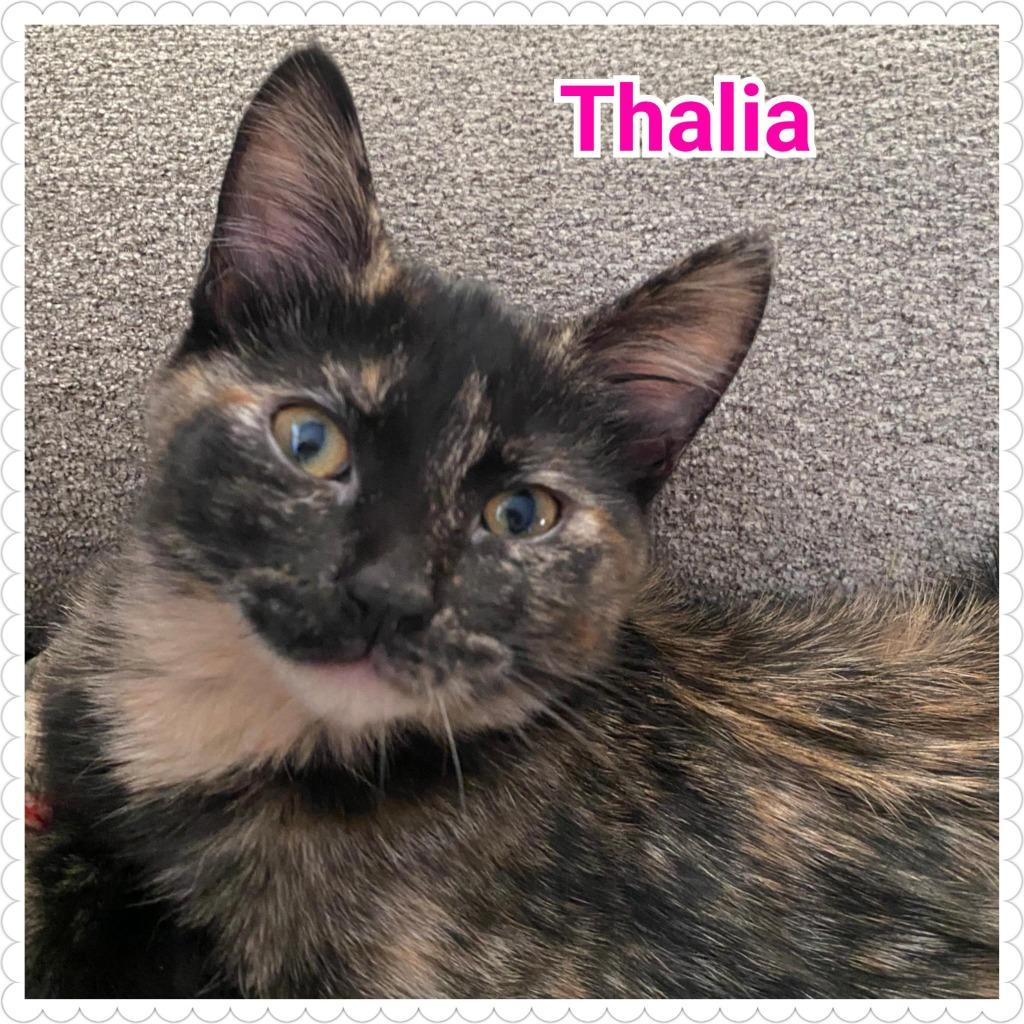 Thalia, Adopted, Kitten Female Domestic Short Hair.