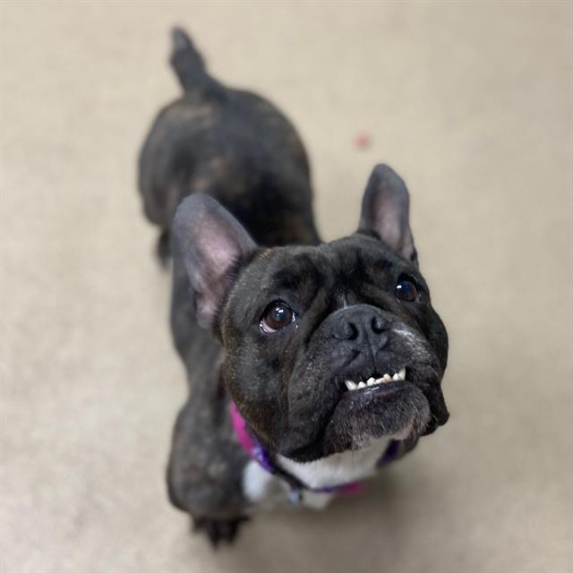WANDA, Adoptable, Adult Female French Bulldog.