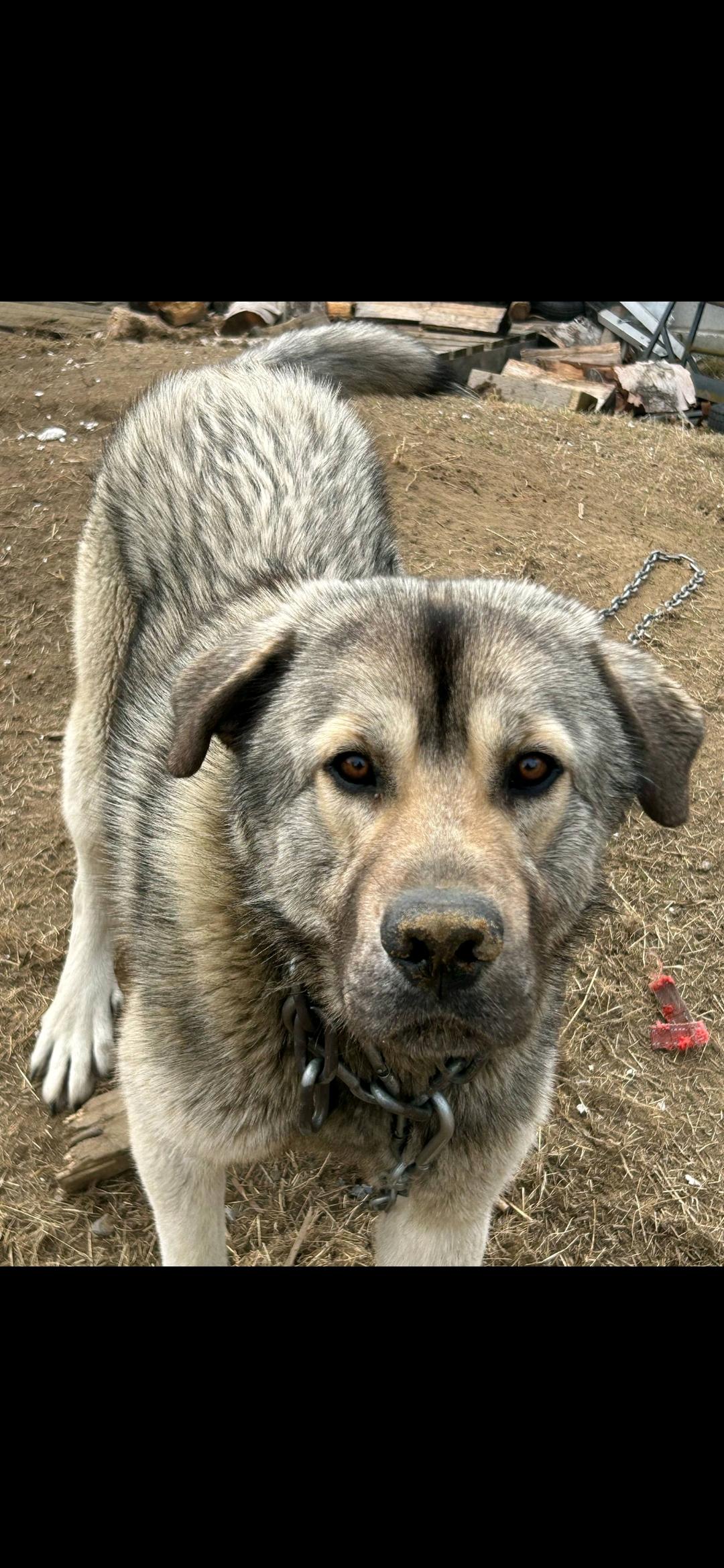 Duke