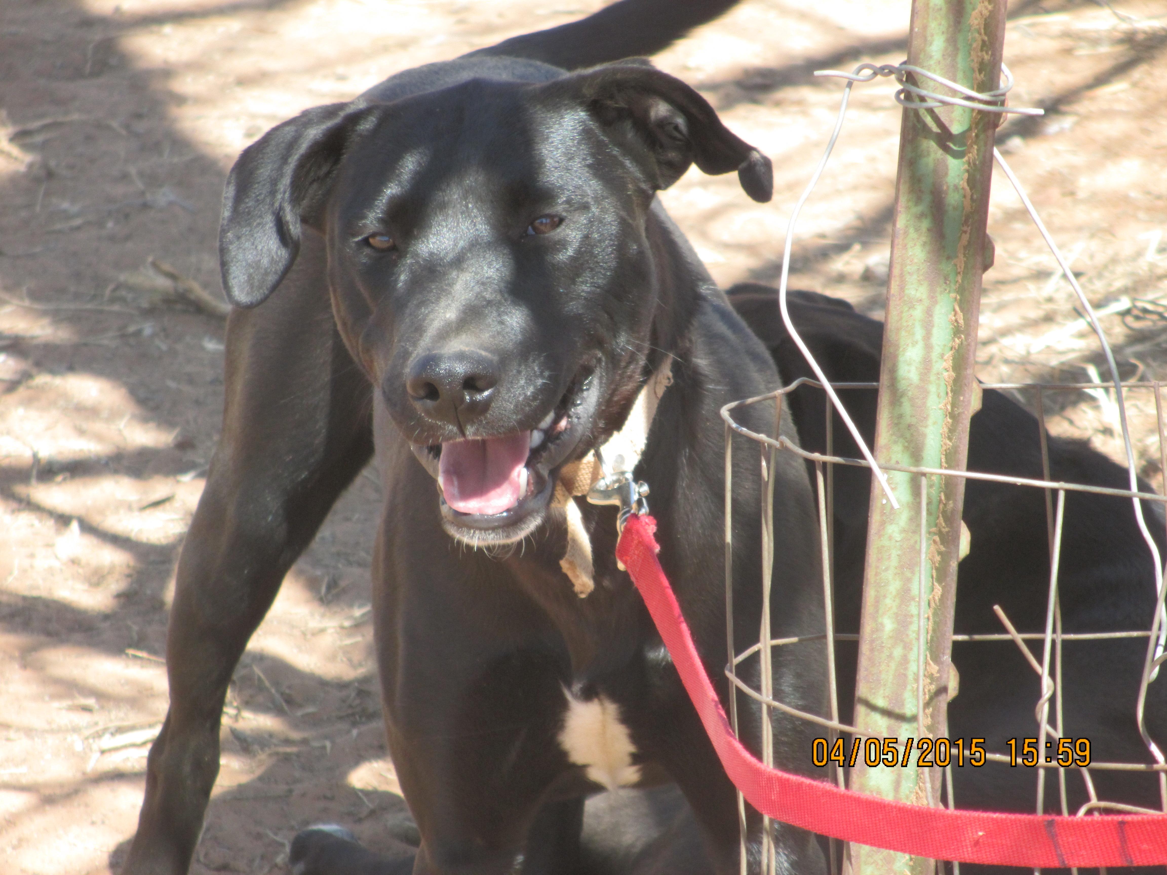 Girl Friend, a Adoptable mixed breed in Anton, TX image 1/6