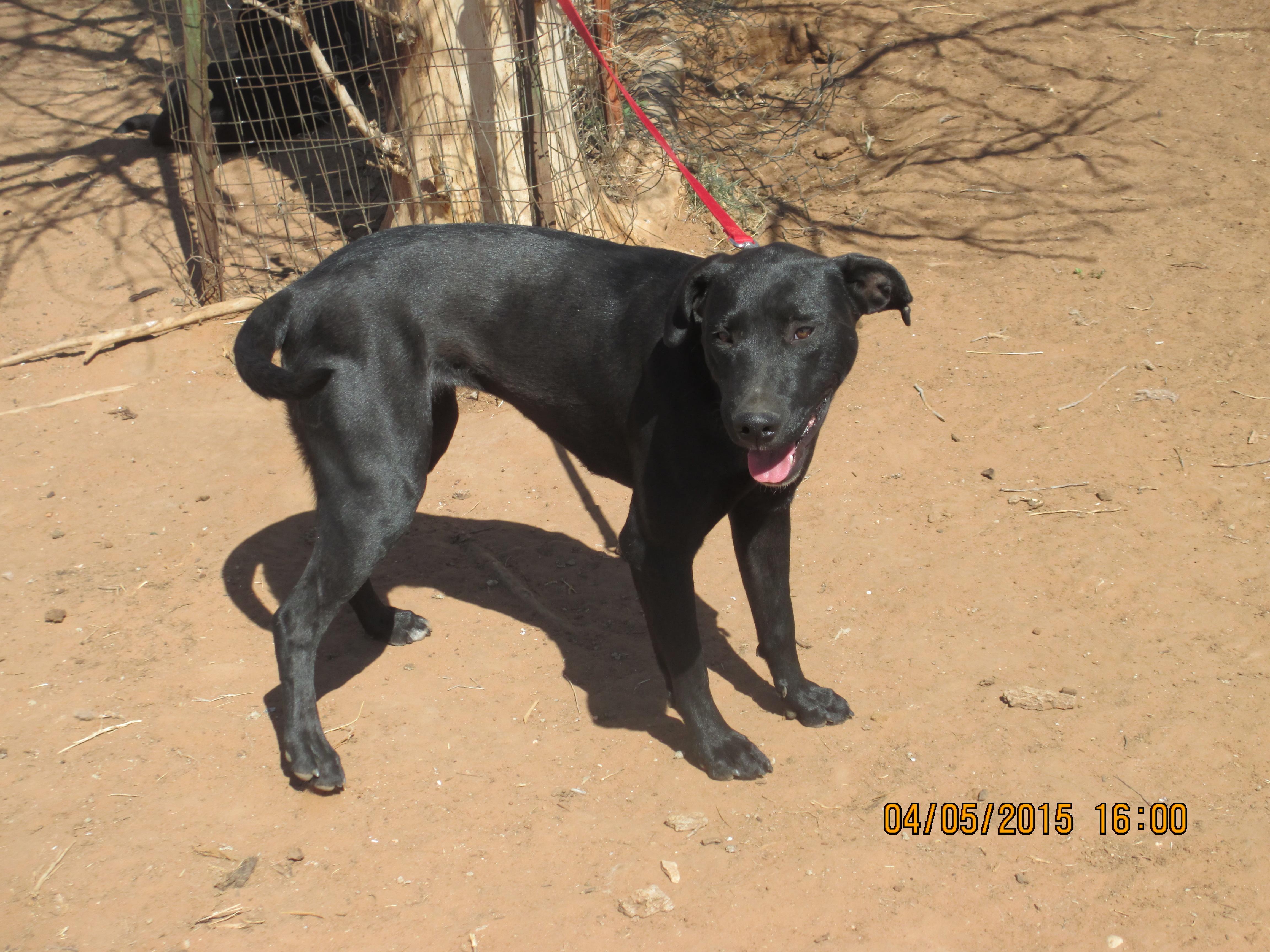 Girl Friend, a Adoptable mixed breed in Anton, TX image 2/6