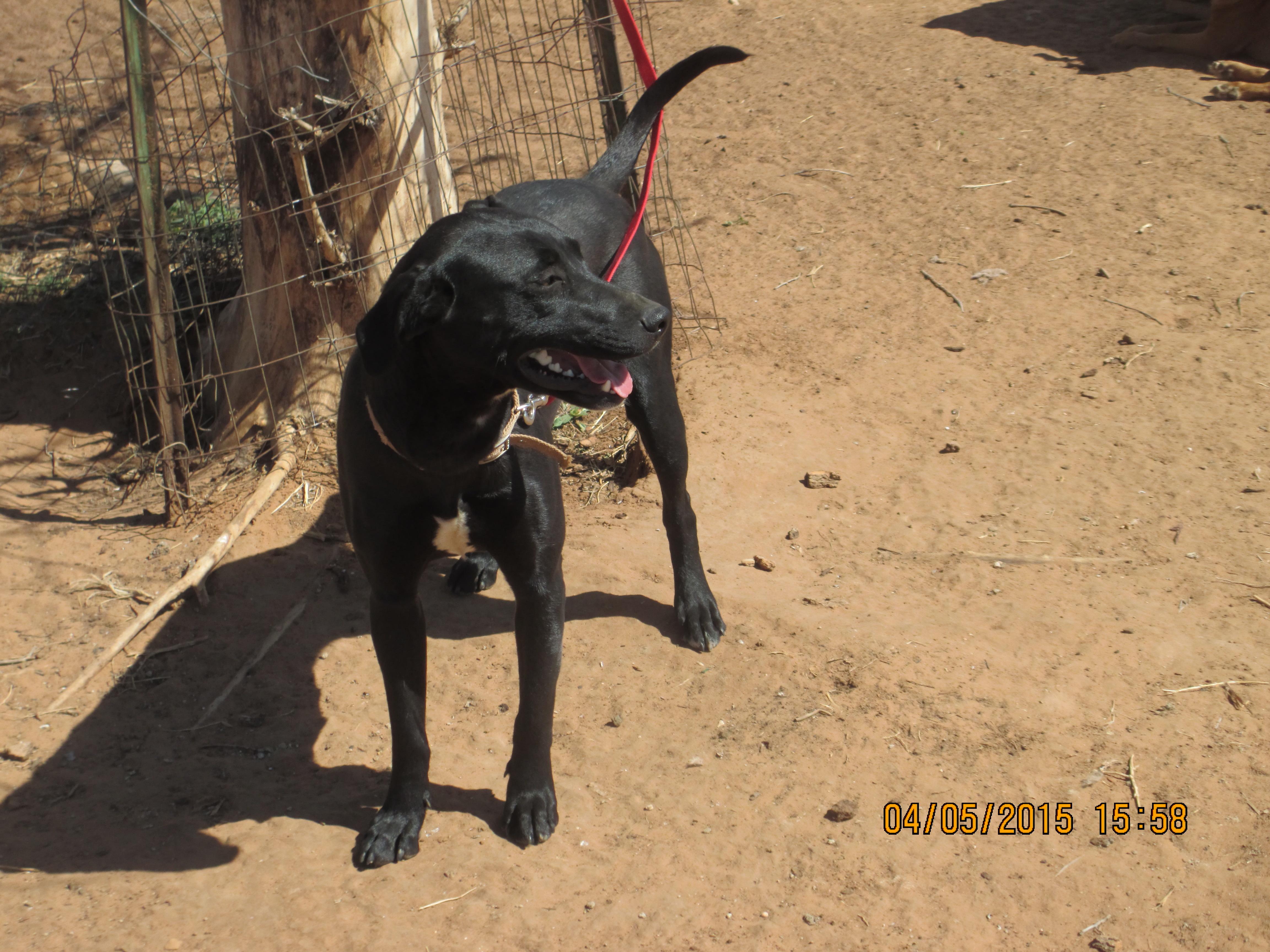 Girl Friend, a Adoptable mixed breed in Anton, TX image 3/6