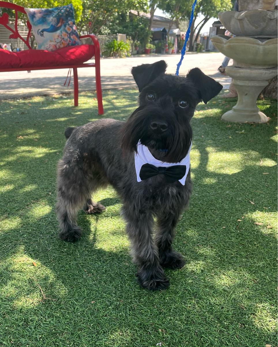 Shadow, adopted, Young Male Schnauzer.