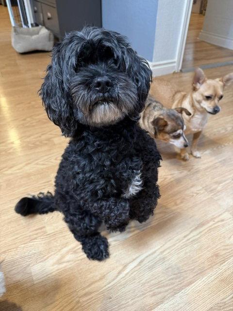 Benz, Adoptable, Senior Male Cocker Spaniel.