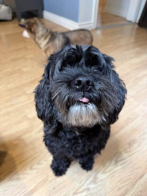 Enlarge Benz, a Adoptable Cocker Spaniel in Seattle, WA image 3/3