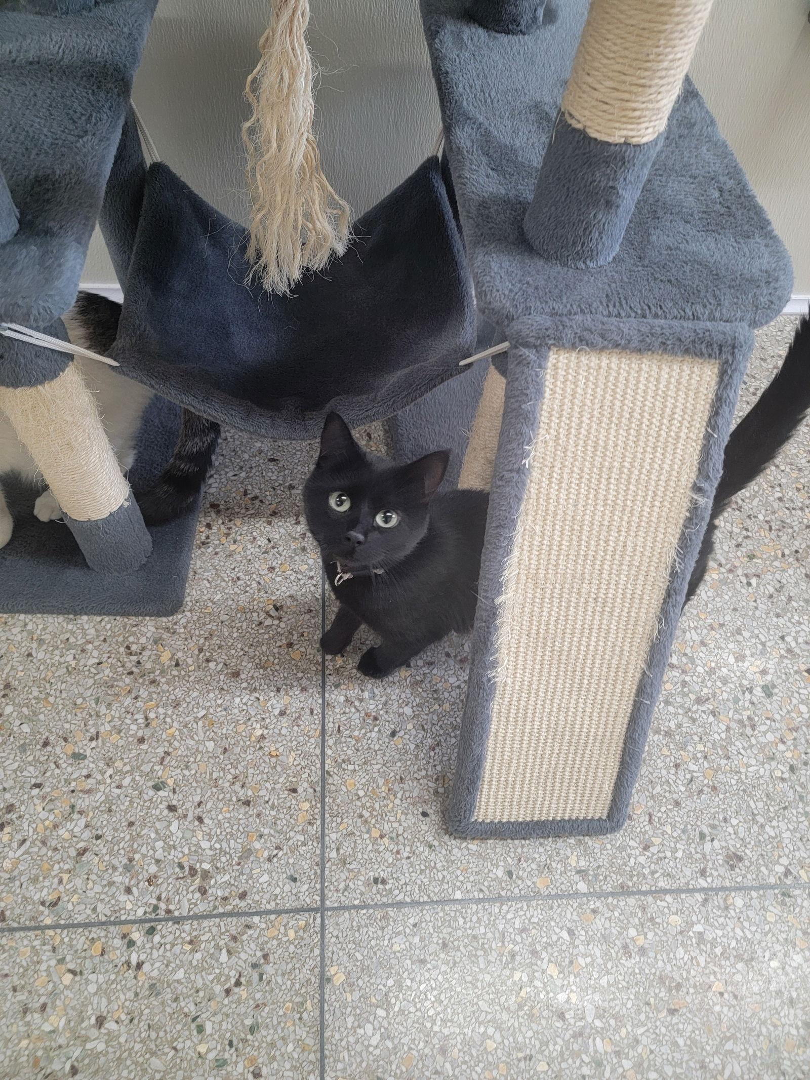 Binxlee (Available 1/30/26), Adoptable, Young Female Domestic Short Hair.