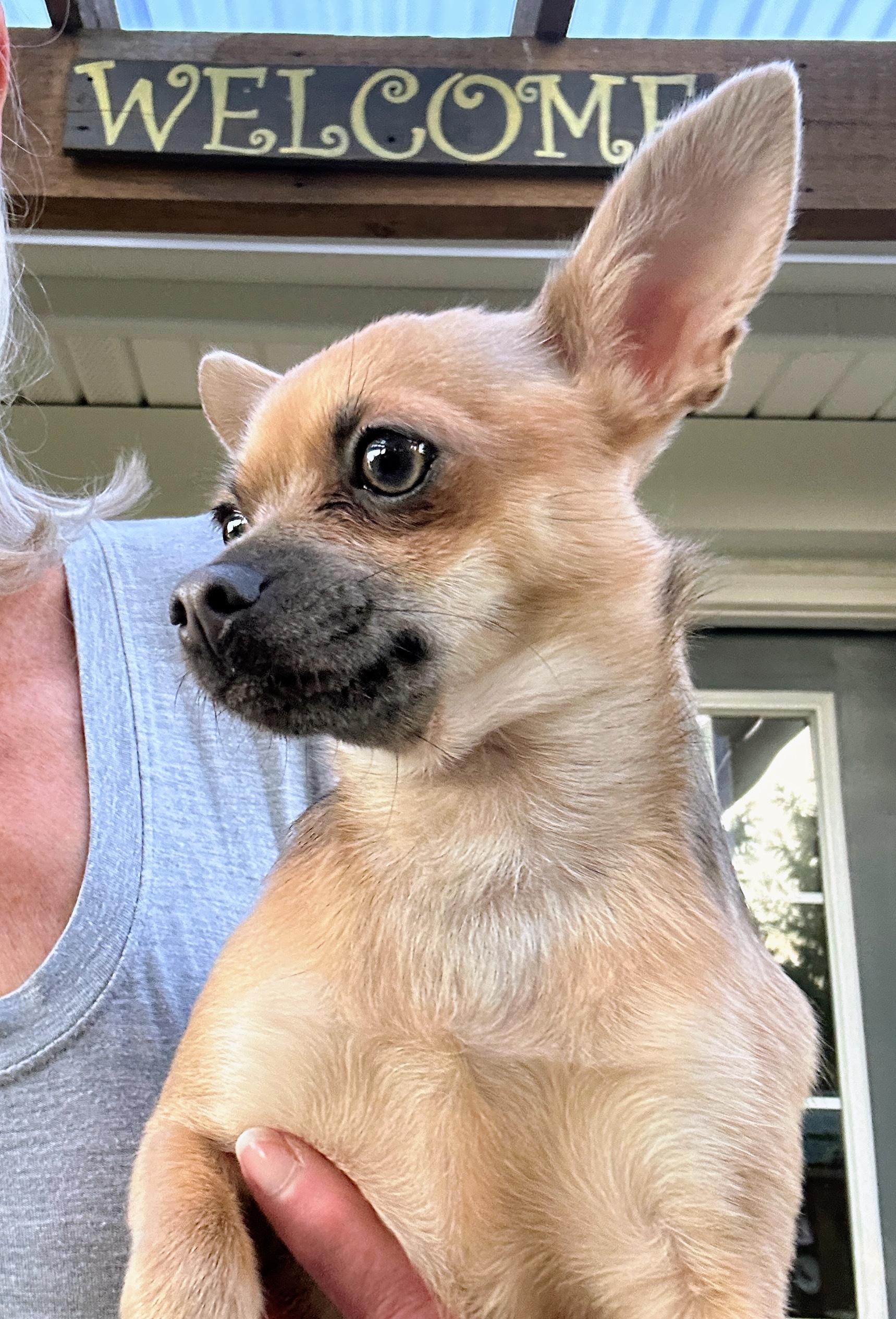 Shelby, an adopted Chihuahua in Scottsburg, IN image 2/3