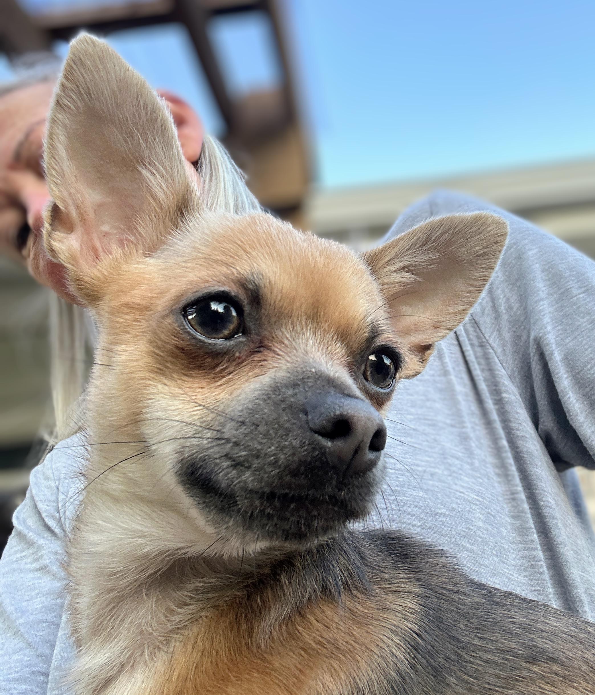 Shelby, an adopted Chihuahua in Scottsburg, IN image 1/3