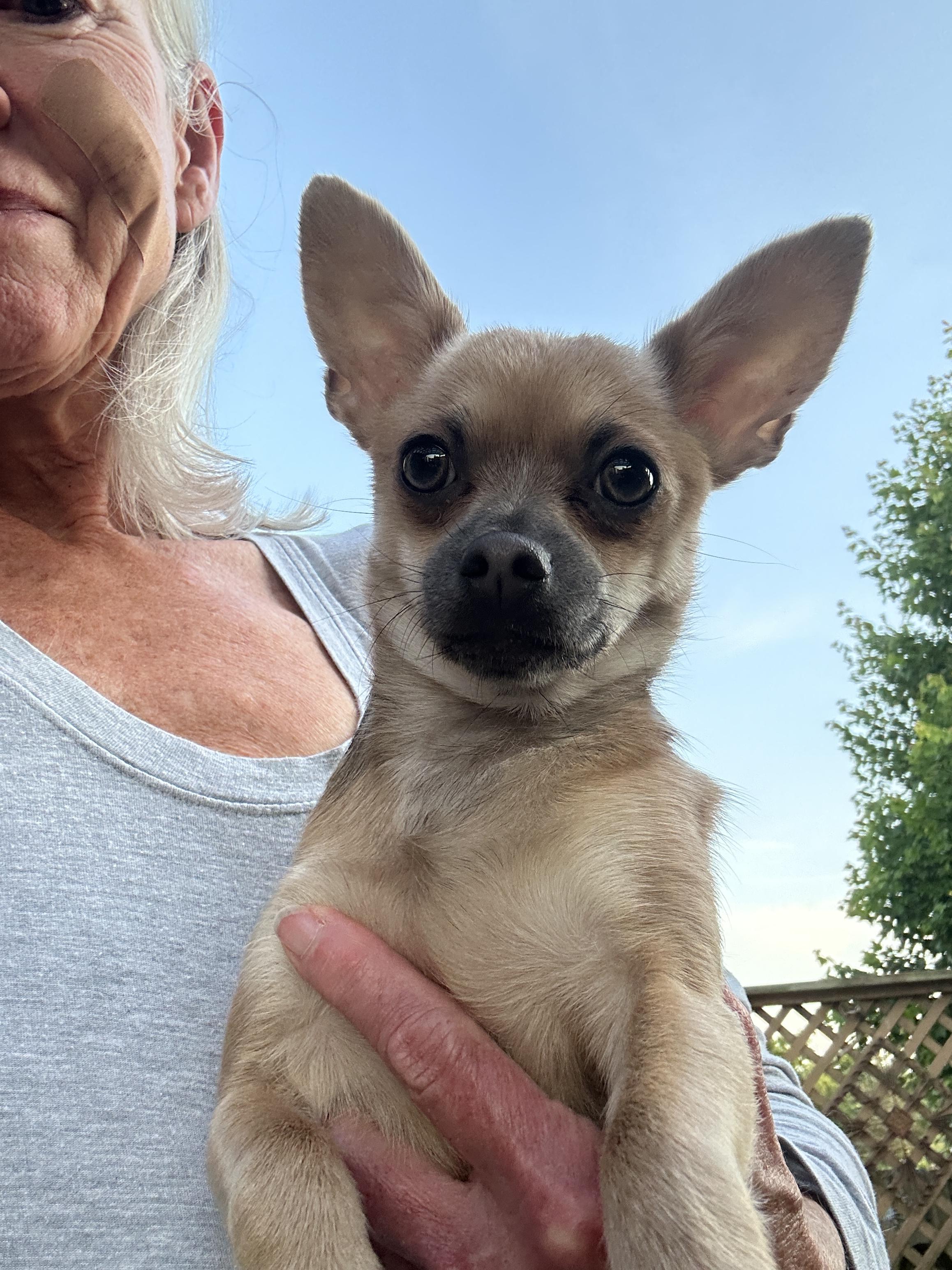 Shelby, an adopted Chihuahua in Scottsburg, IN image 3/3