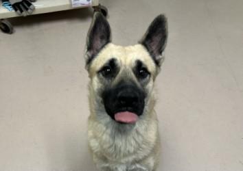 DJ, Adoptable, Adult Male Shepherd & Mixed Breed.