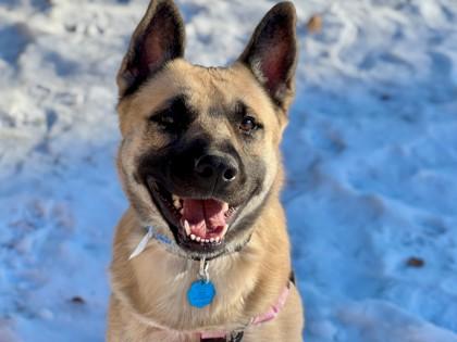 Enlarge DJ, a Adoptable mixed breed in Woodbury, MN image 2/3