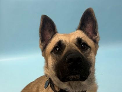 Enlarge DJ, a Adoptable mixed breed in Woodbury, MN image 3/3