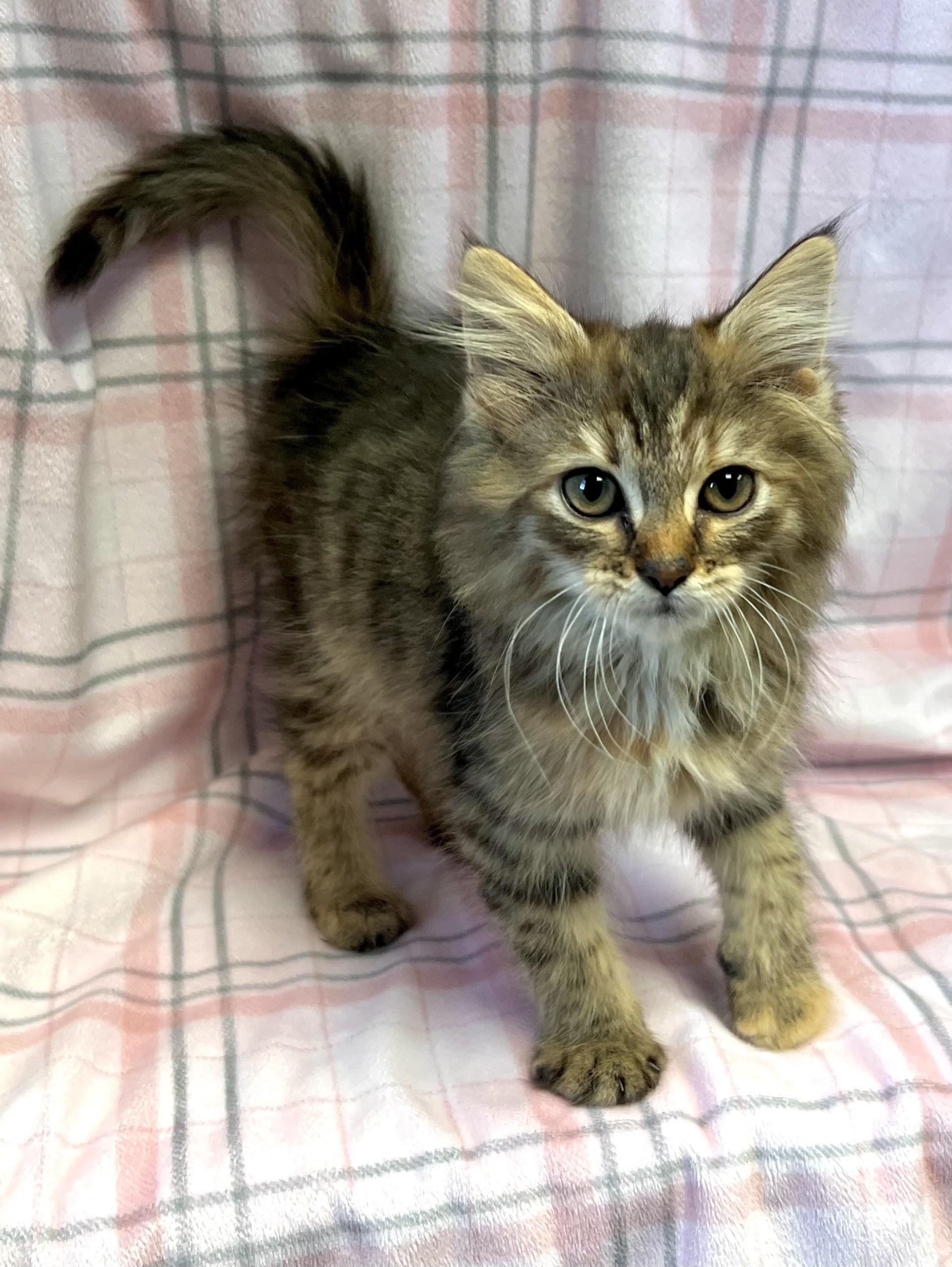 Breezy, a ADOPTABLE Domestic Short Hair in Edinburg, VA image 2/2