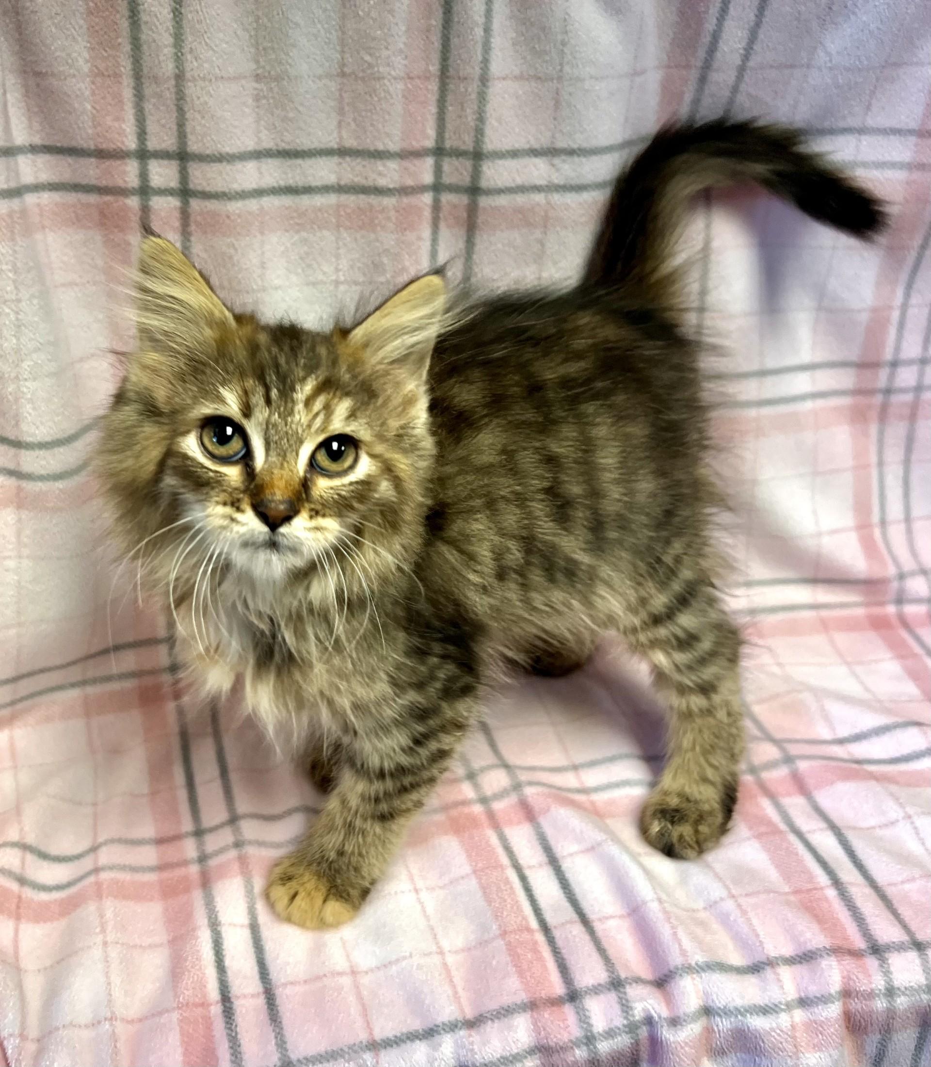 Breezy, a ADOPTABLE Domestic Short Hair in Edinburg, VA image 1/2