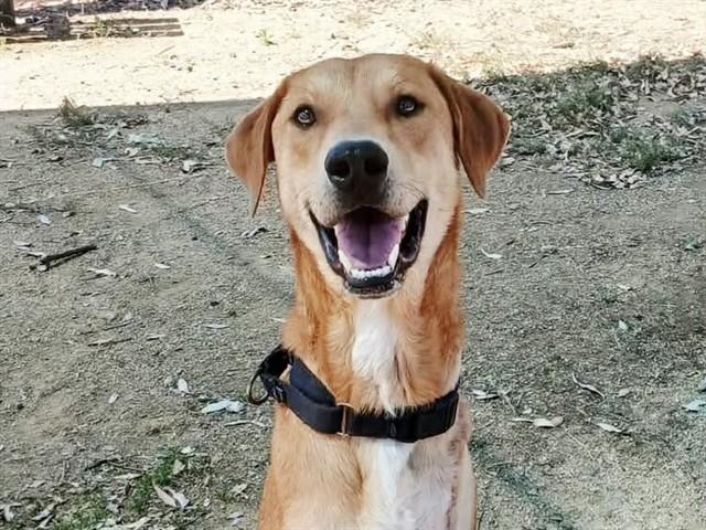Enlarge RED, a Adoptable mixed breed in Martinez, CA image 1/1