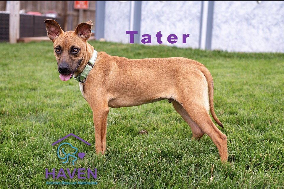 Tater, a Adoptable mixed breed in Omaha, NE image 1/3