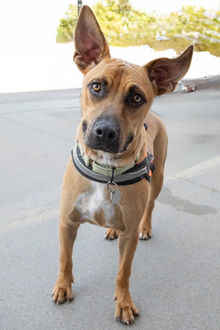 Tater, Adoptable, Young Male Boxer & Labrador Retriever.