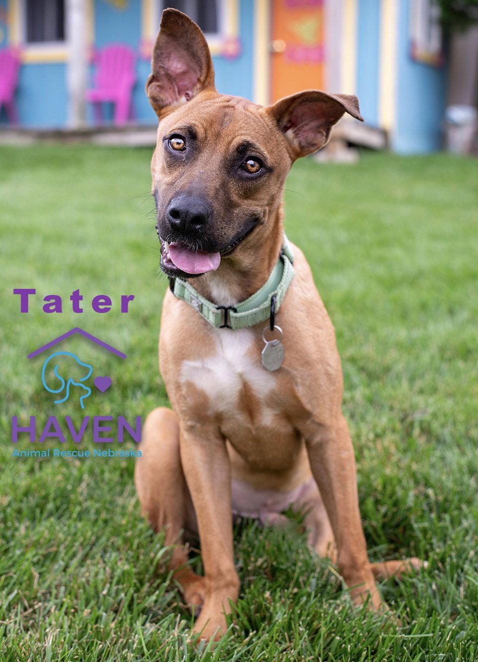 Tater, a Adoptable mixed breed in Omaha, NE image 2/3