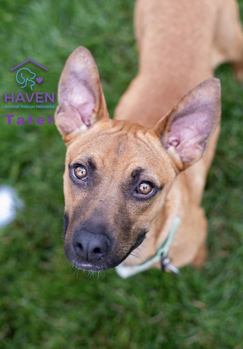 Tater, a Adoptable mixed breed in Omaha, NE image 3/3