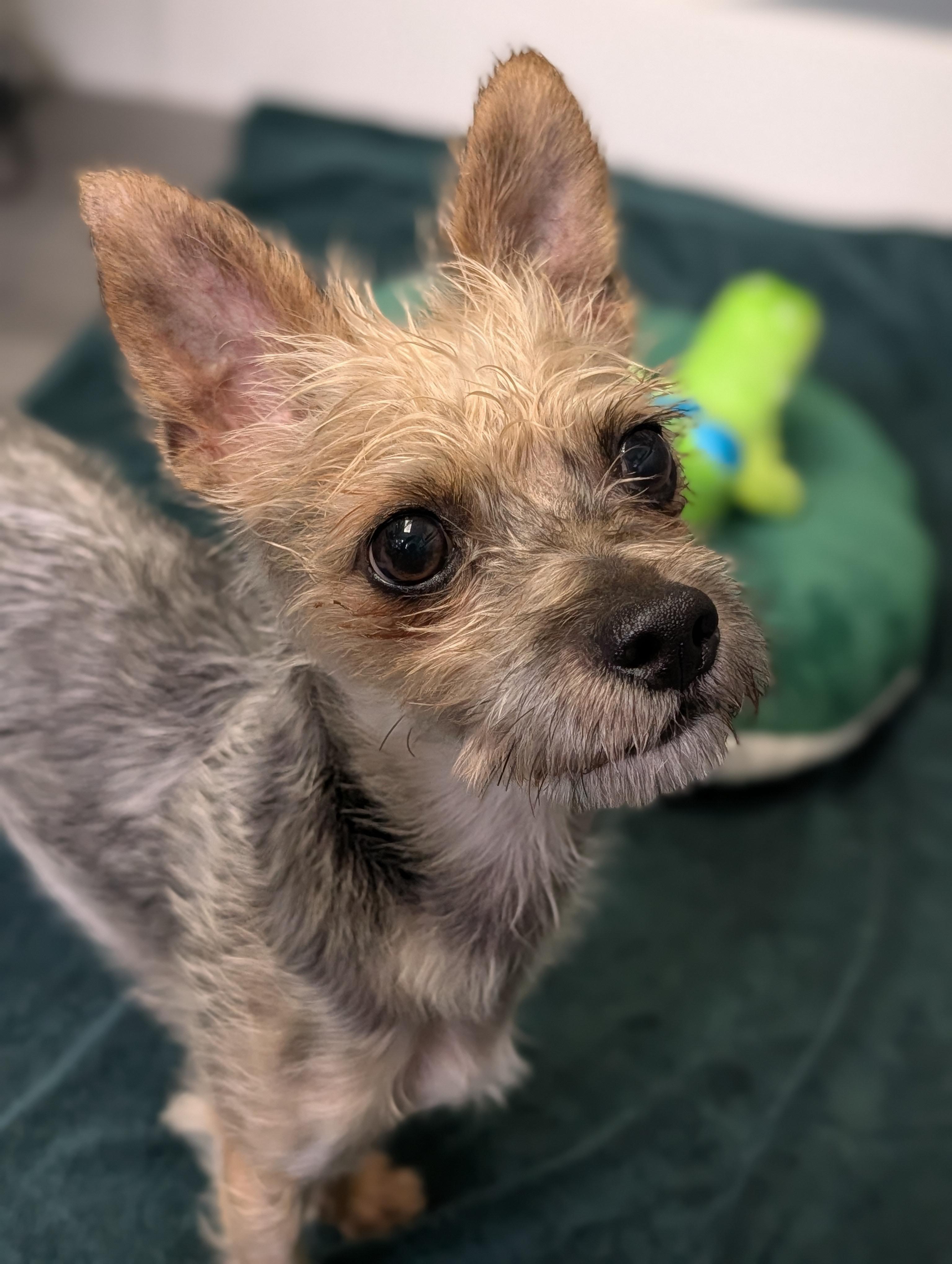 Enlarge Dean, a Adopted mixed breed in Plainfield, NJ image 2/3