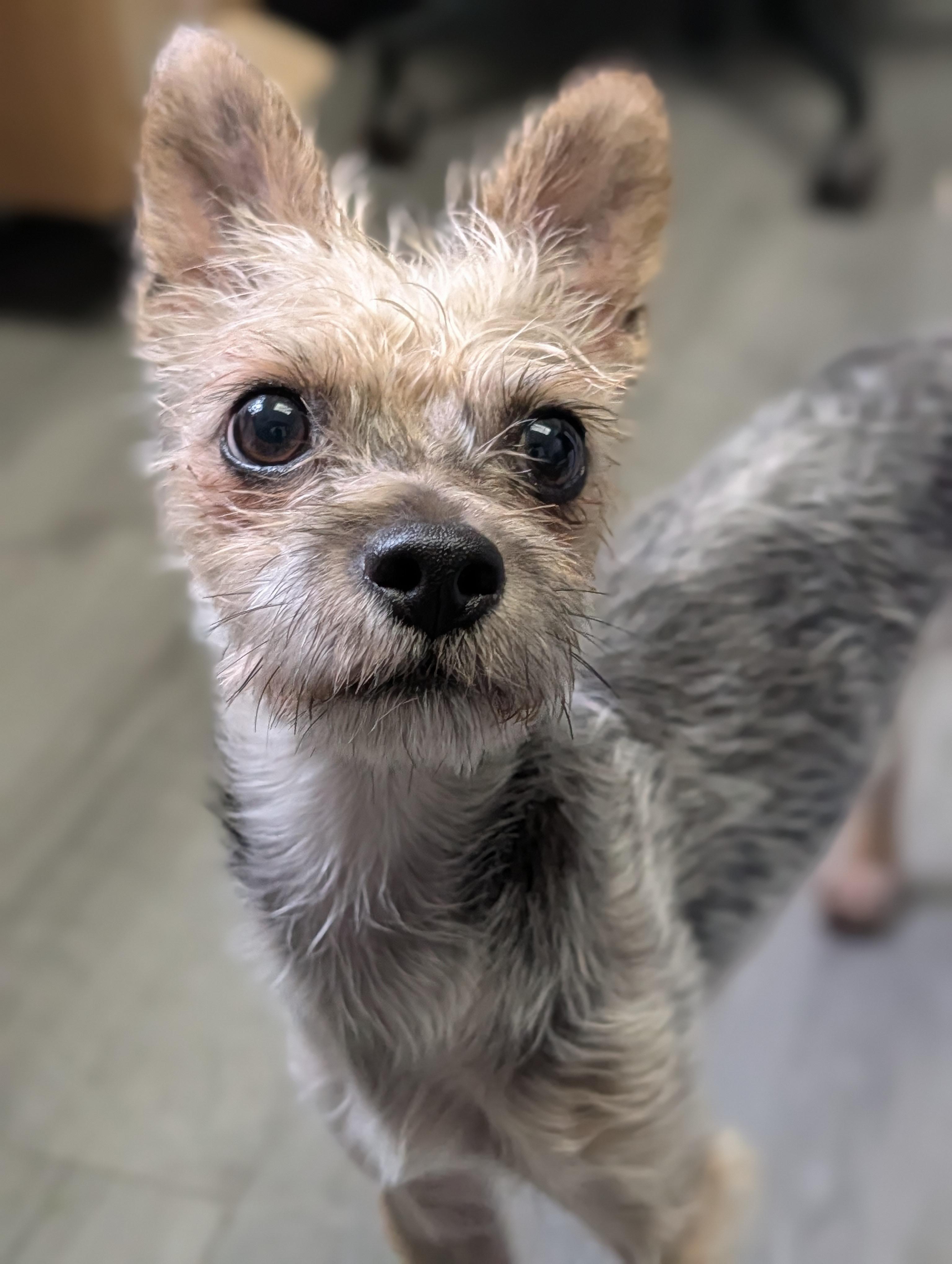 Dean, Adopted, Senior Male Yorkshire Terrier.
