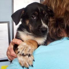 Dasher, adopted, Puppy Male Rottweiler & Shepherd.
