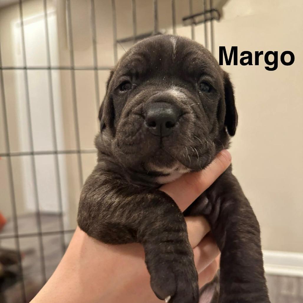 Frederick Minion's Litter - Margo, Adoptable, Puppy Female Mastiff.