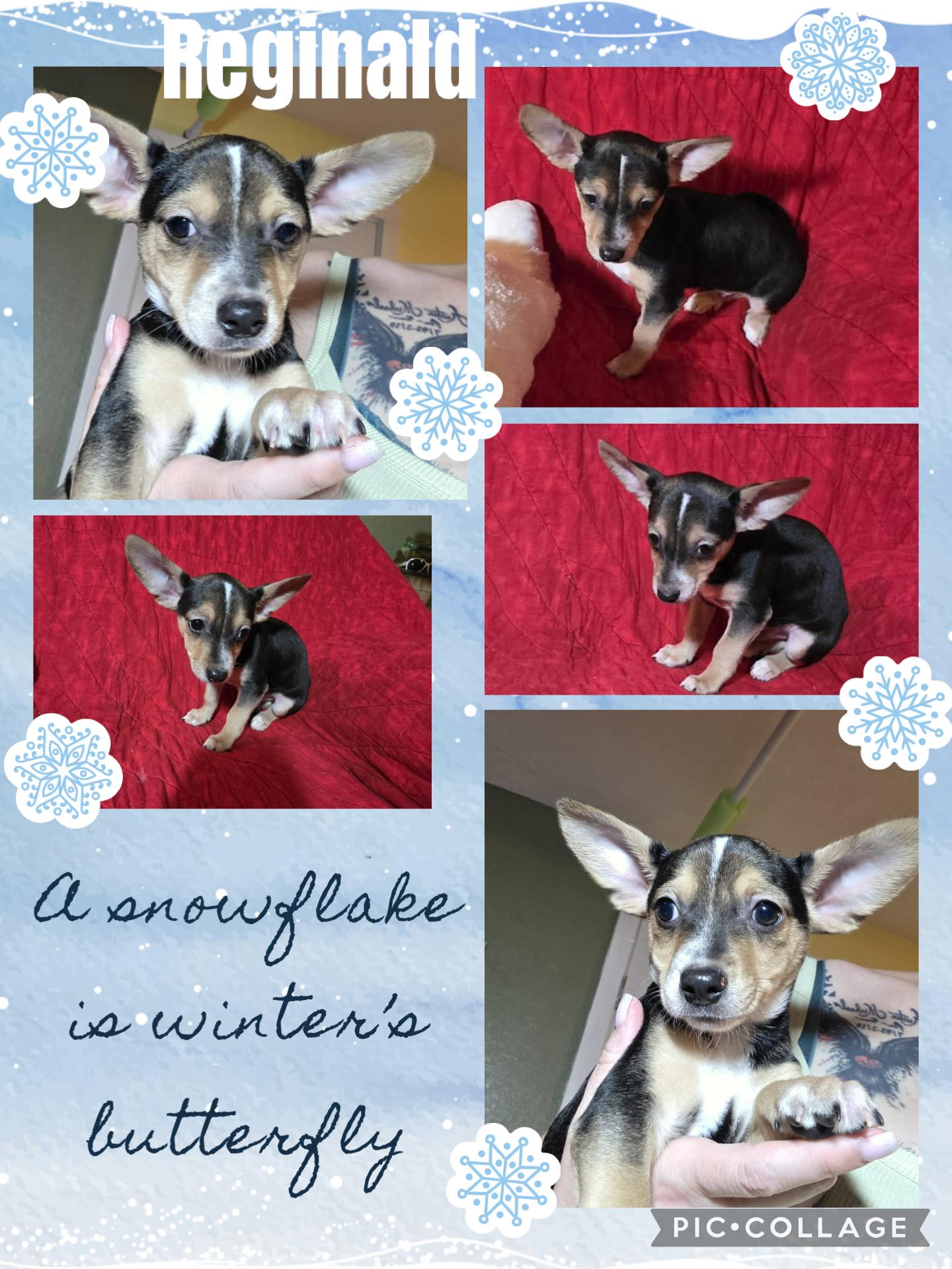 Reginald, Adoptable, Puppy Male Chihuahua & Terrier.