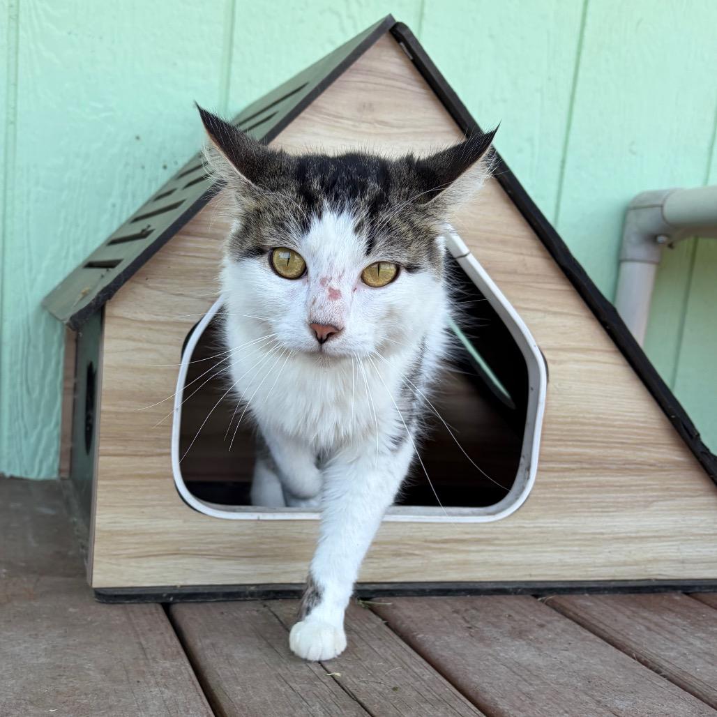 Celeste, adopted, Young Female Domestic Long Hair.