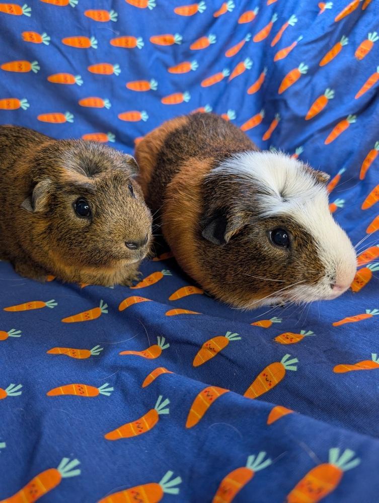 Butterfinger, Adoptable, Adult Male Guinea Pig.