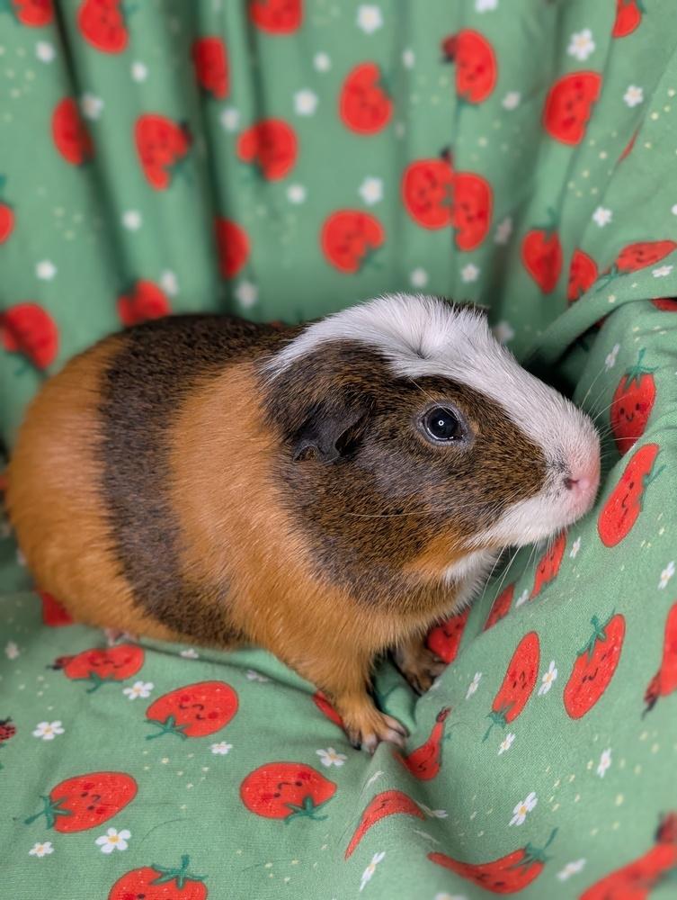 Enlarge Butterfinger, a Adoptable Guinea Pig in Gainesville, FL image 3/5