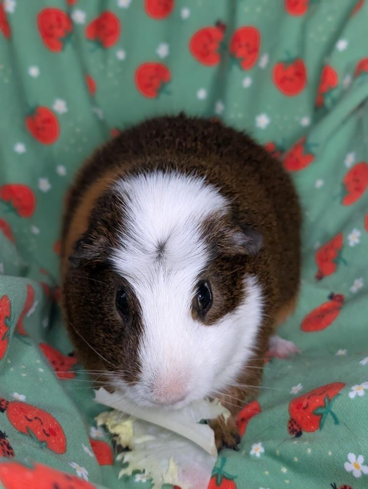 Enlarge Butterfinger, a Adoptable Guinea Pig in Gainesville, FL image 4/5