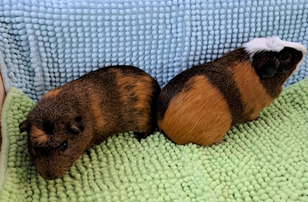 Enlarge Butterfinger, a Adoptable Guinea Pig in Gainesville, FL image 3/5