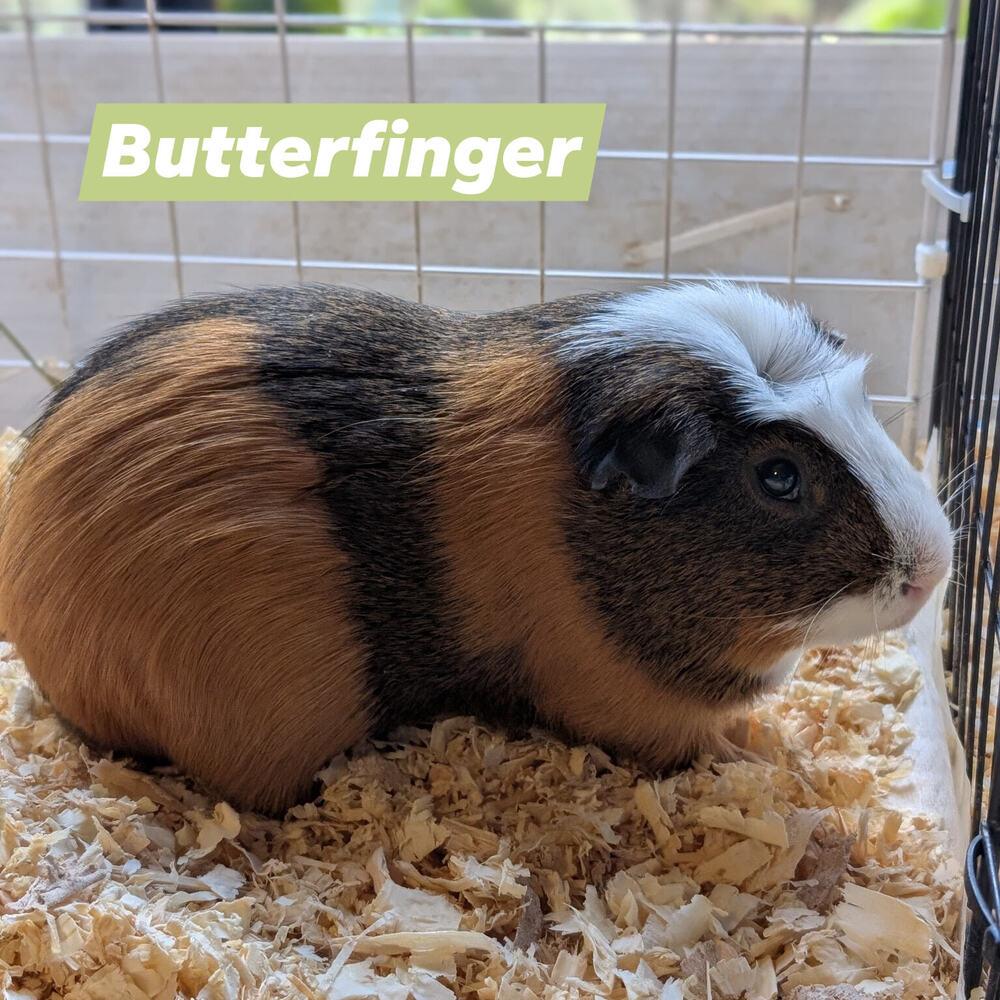Enlarge Butterfinger, a Adoptable Guinea Pig in Gainesville, FL image 5/5