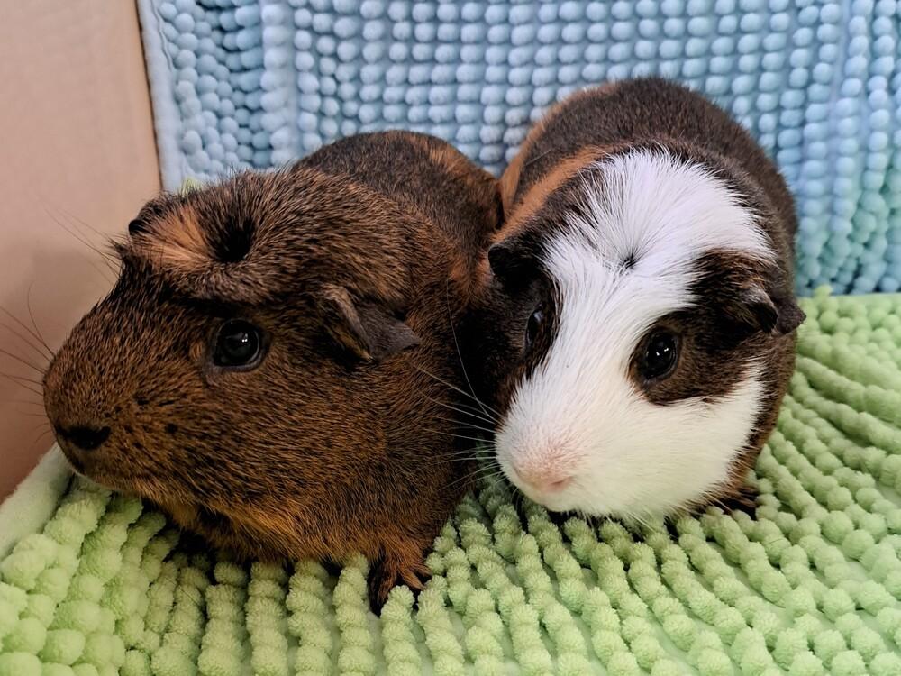 Enlarge Butterfinger, a Adoptable Guinea Pig in Gainesville, FL image 5/5