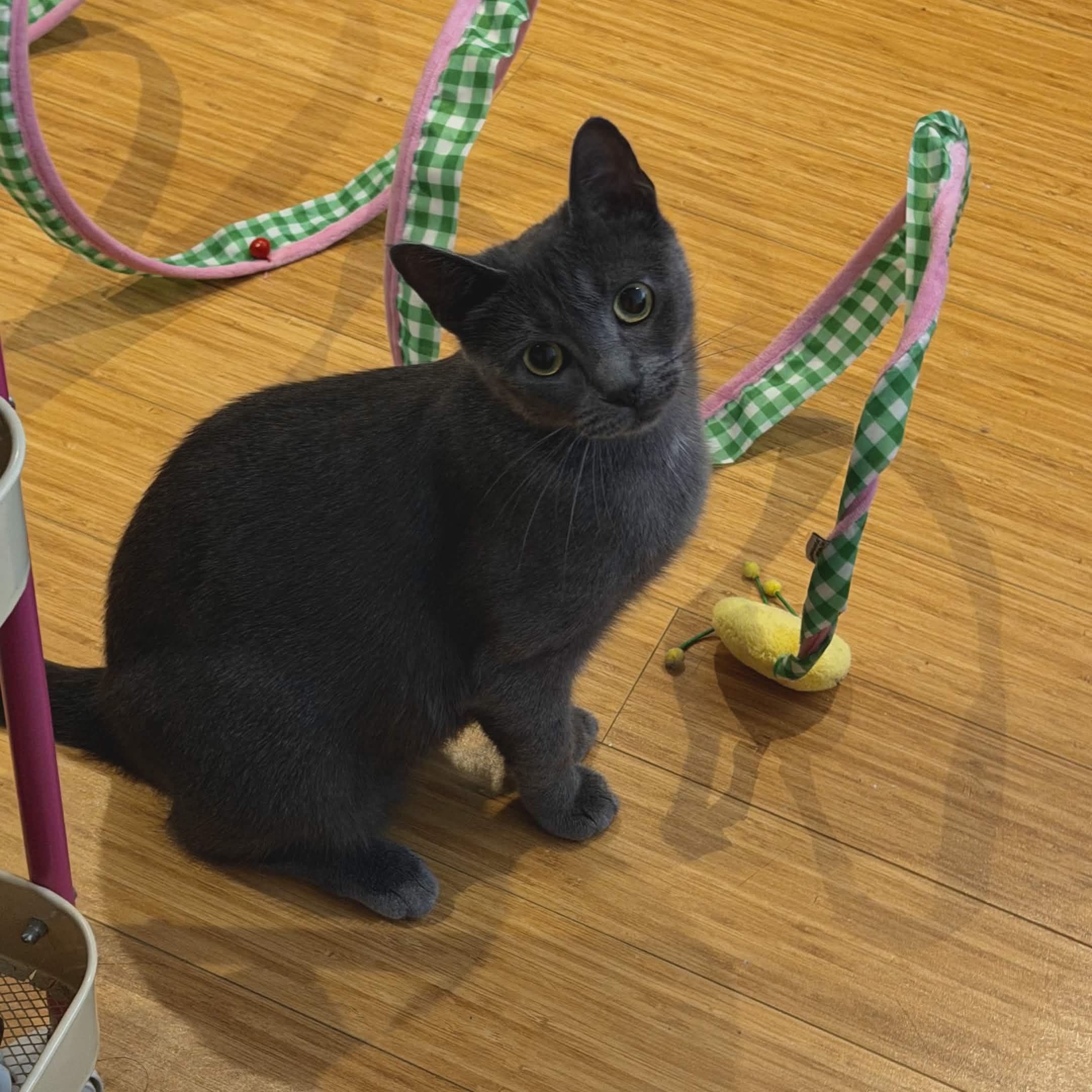 Enlarge Raina, a Adoptable Domestic Short Hair in Weehawken, NJ image 1/6