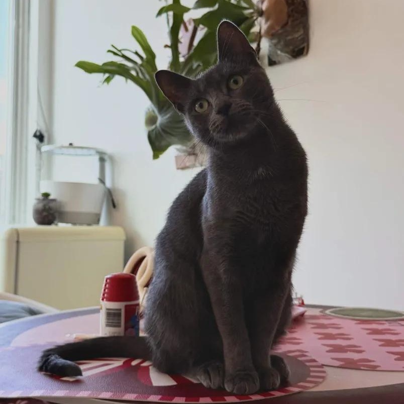 Enlarge Raina, a Adoptable Domestic Short Hair in Weehawken, NJ image 2/6