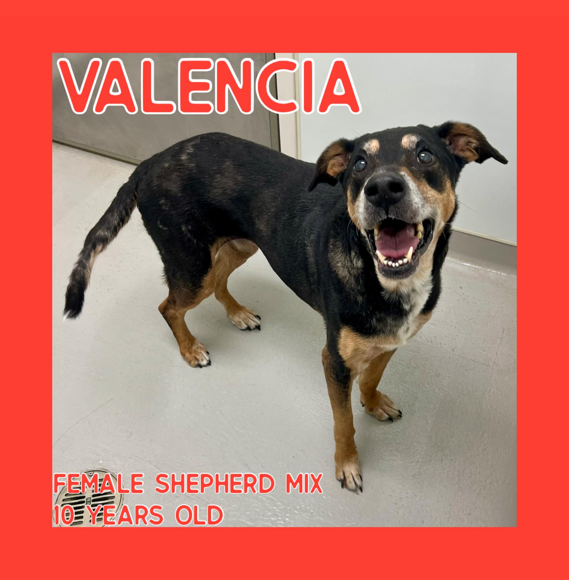 Enlarge Valencia, a Adoptable mixed breed in Danville, IN image 1/4