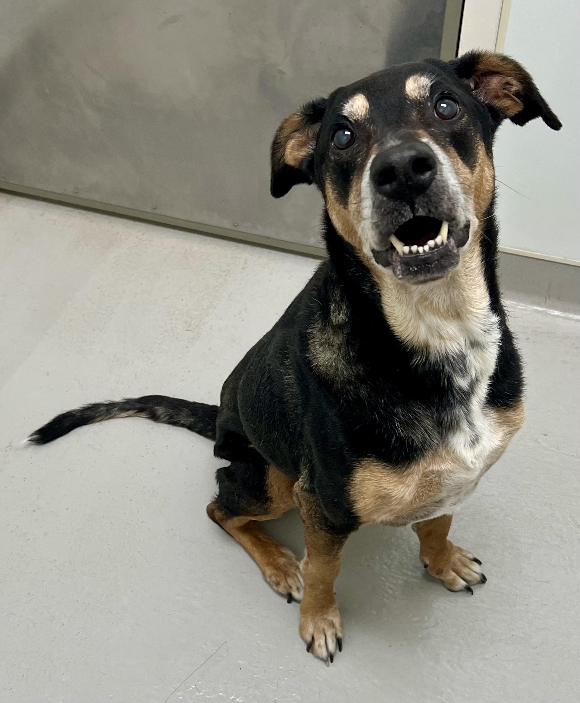 Enlarge Valencia, a Adoptable mixed breed in Danville, IN image 2/4