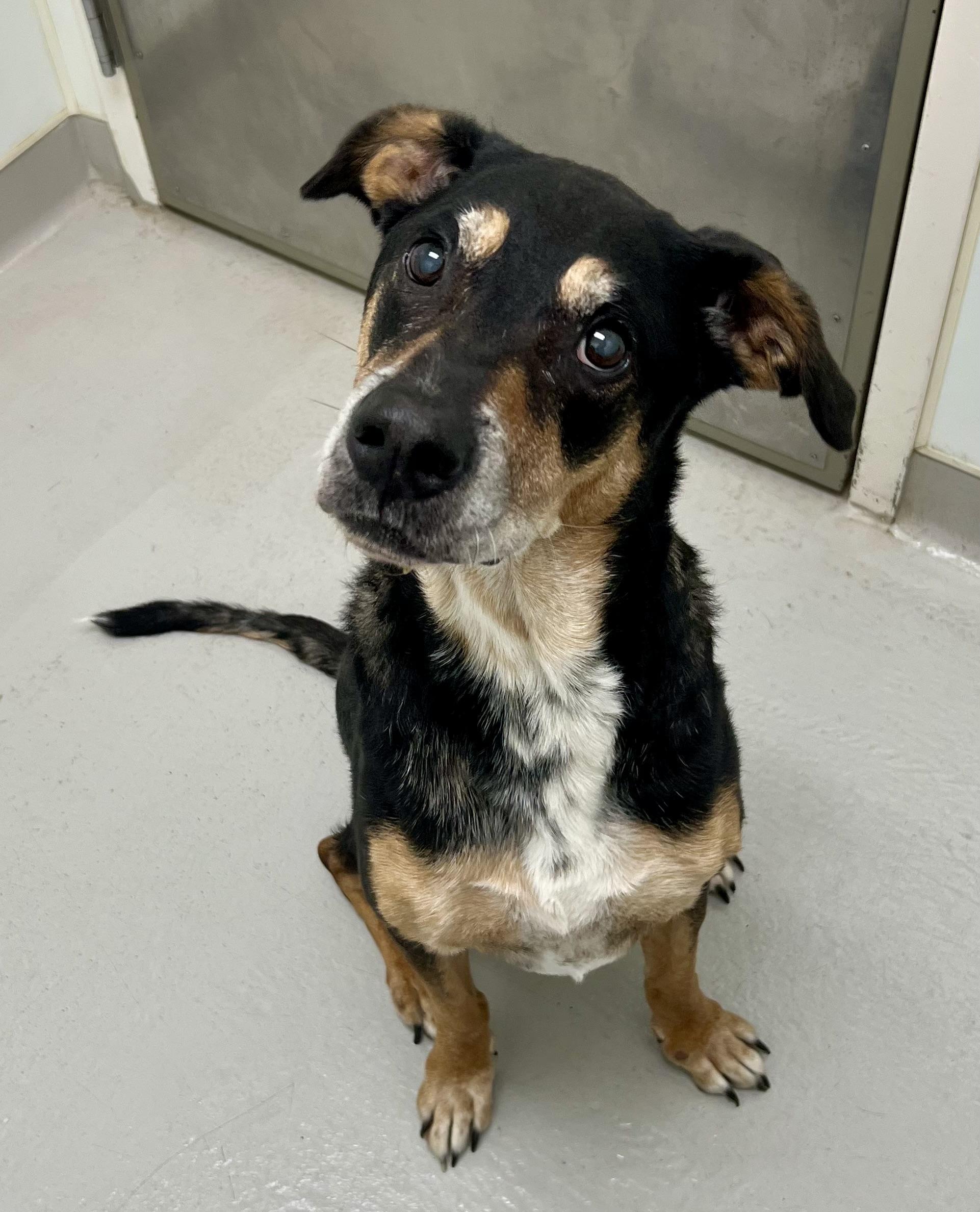 Enlarge Valencia, a Adoptable mixed breed in Danville, IN image 3/4