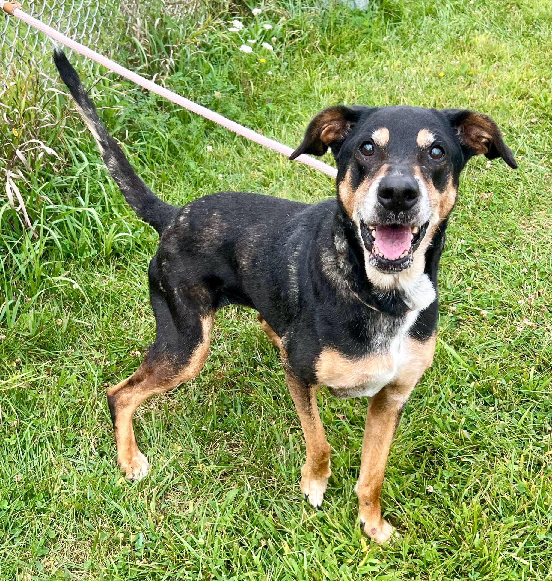 Enlarge Valencia, a Adoptable mixed breed in Danville, IN image 4/4