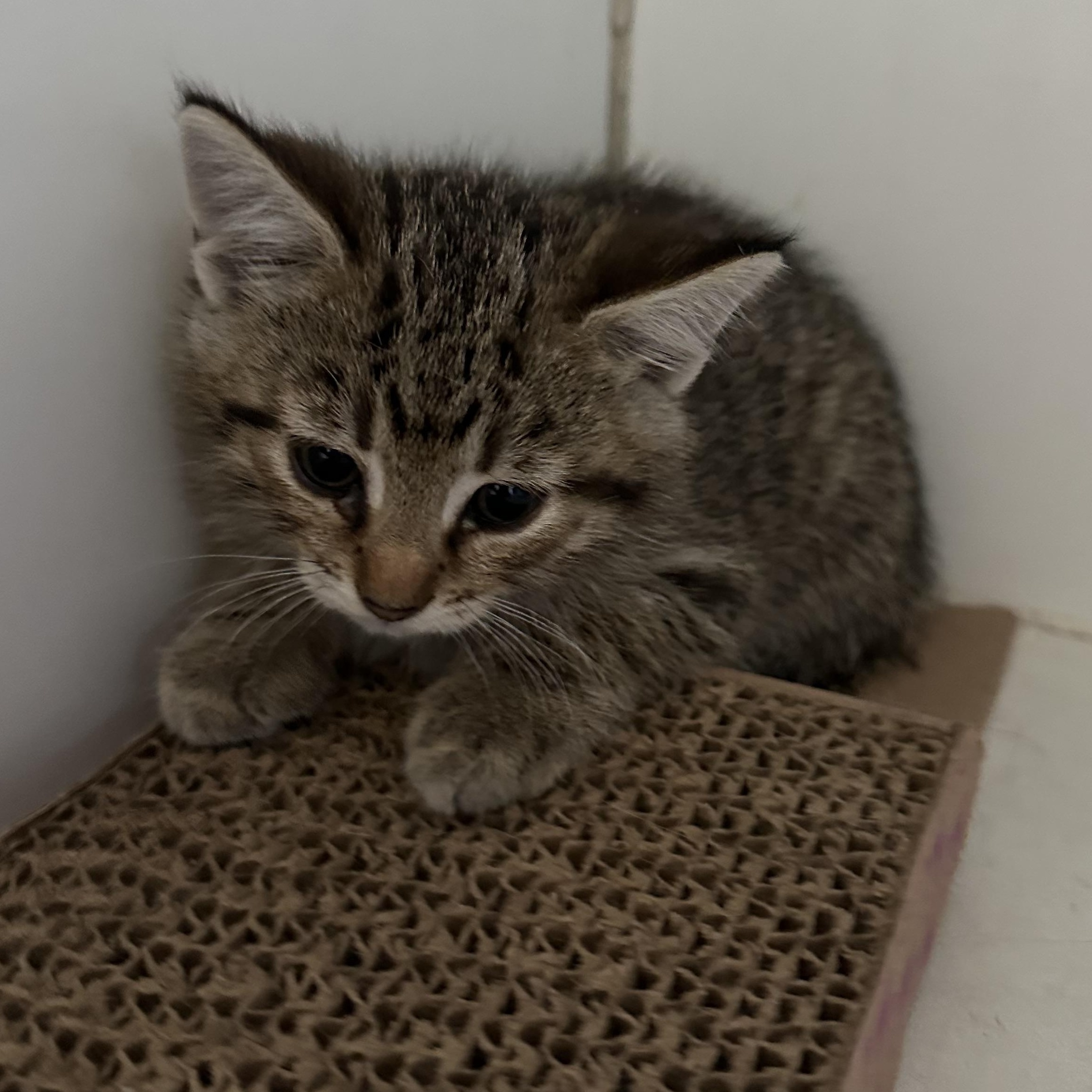 Frankie, Baby Male Domestic Short Hair