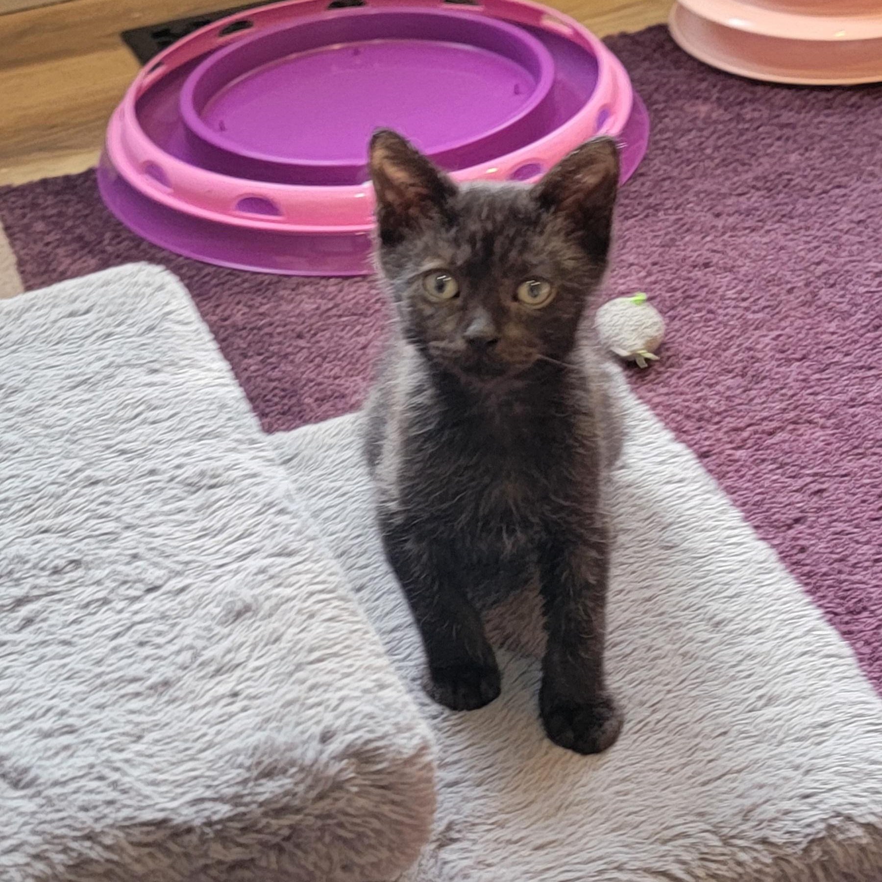 Kaiyahn, a ADOPTABLE Domestic Short Hair in Wyandotte, MI image 2/4