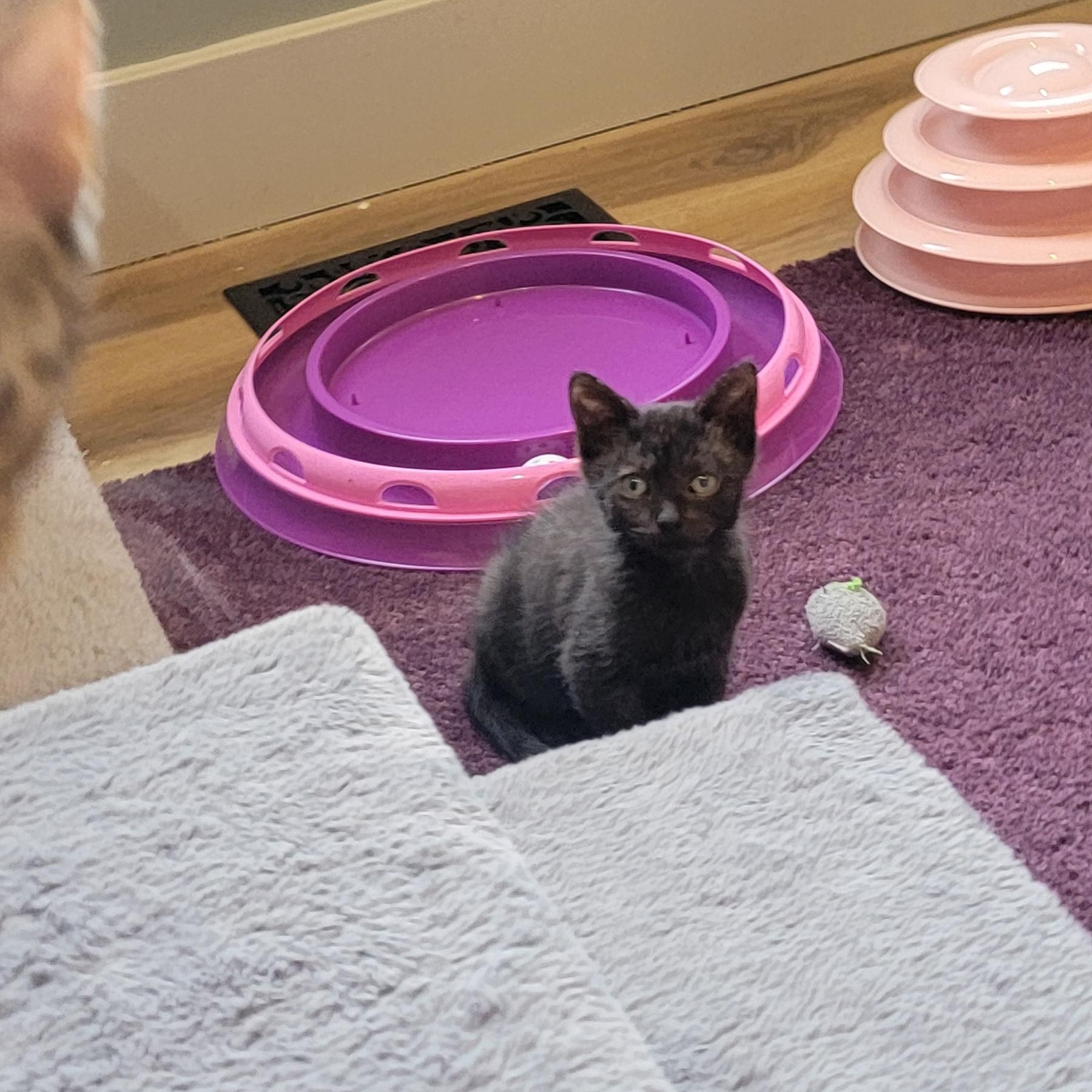 Kaiyahn, a ADOPTABLE Domestic Short Hair in Wyandotte, MI image 4/4