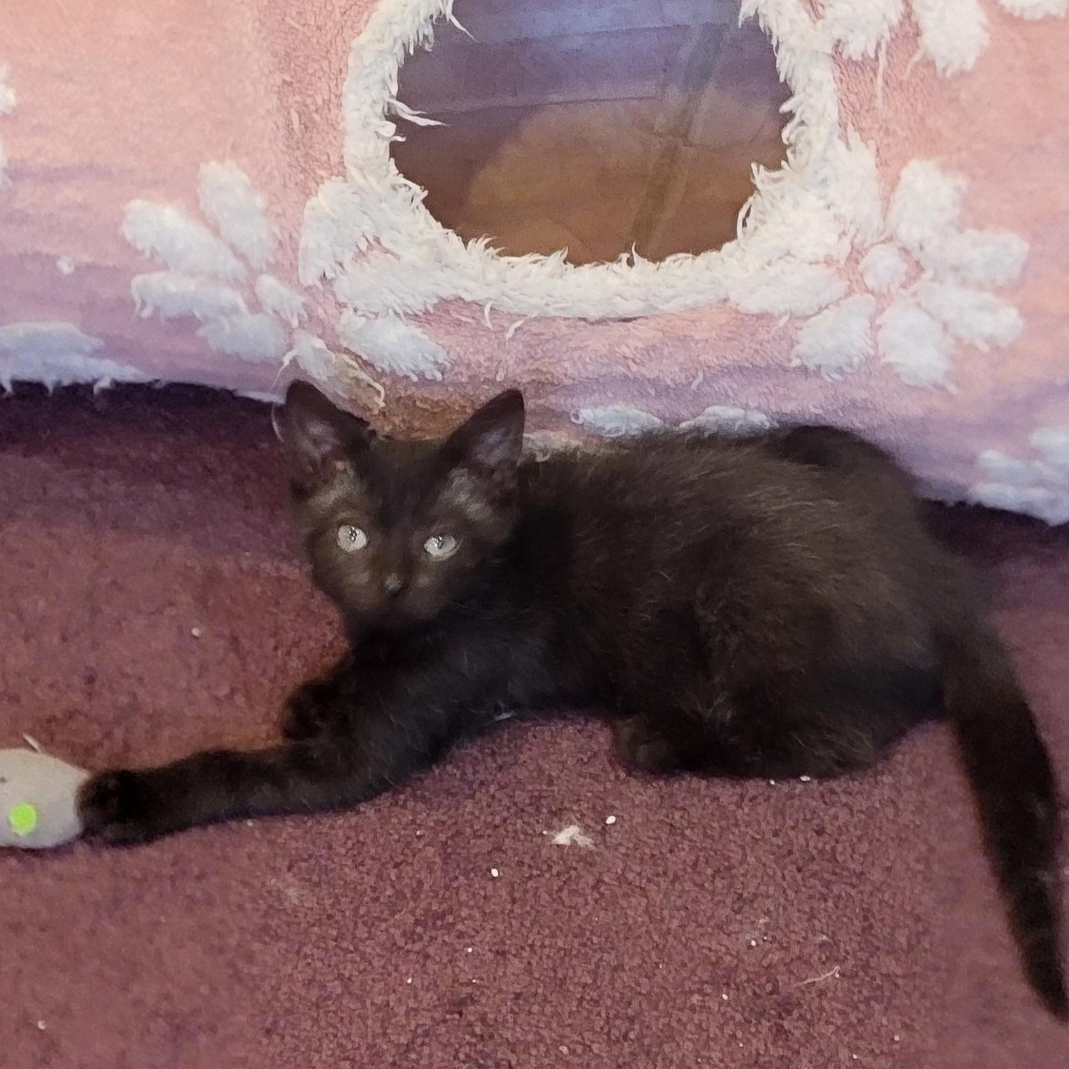 Kaiyahn, ADOPTABLE, Kitten Male Domestic Short Hair.