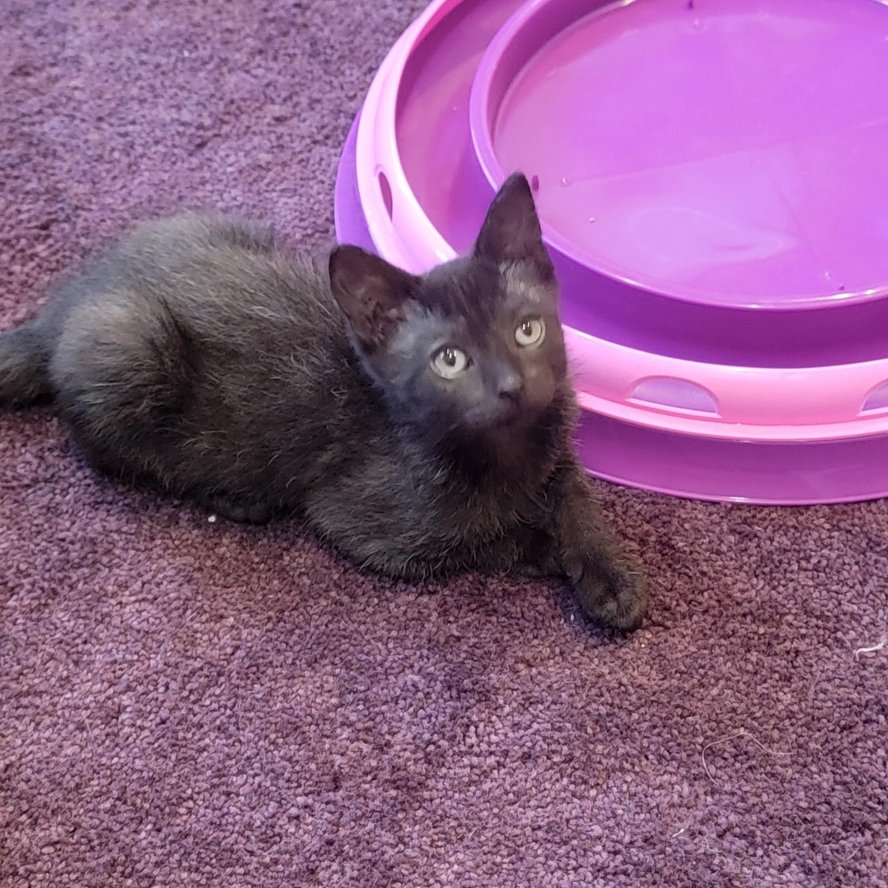 Kaiyahn, a ADOPTABLE Domestic Short Hair in Wyandotte, MI image 3/4