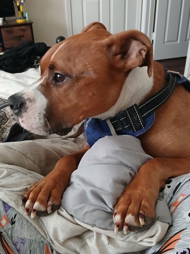 Enlarge Linkin, a Adoptable Pit Bull Terrier in Chattanooga, TN image 2/6