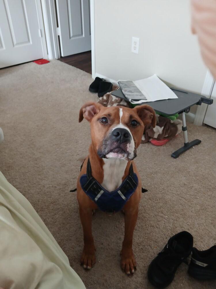 Enlarge Linkin, a Adoptable Pit Bull Terrier in Chattanooga, TN image 3/6